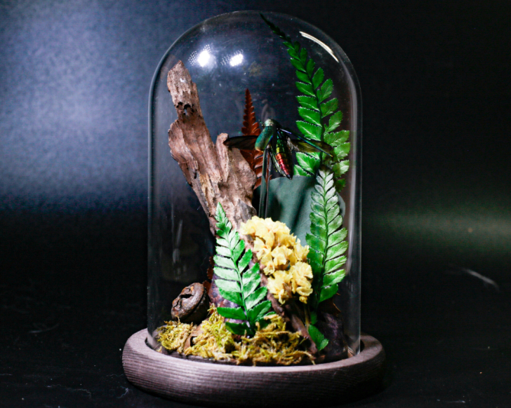 生态标本-吉丁虫 复古摆件 居家咖啡厅酒吧