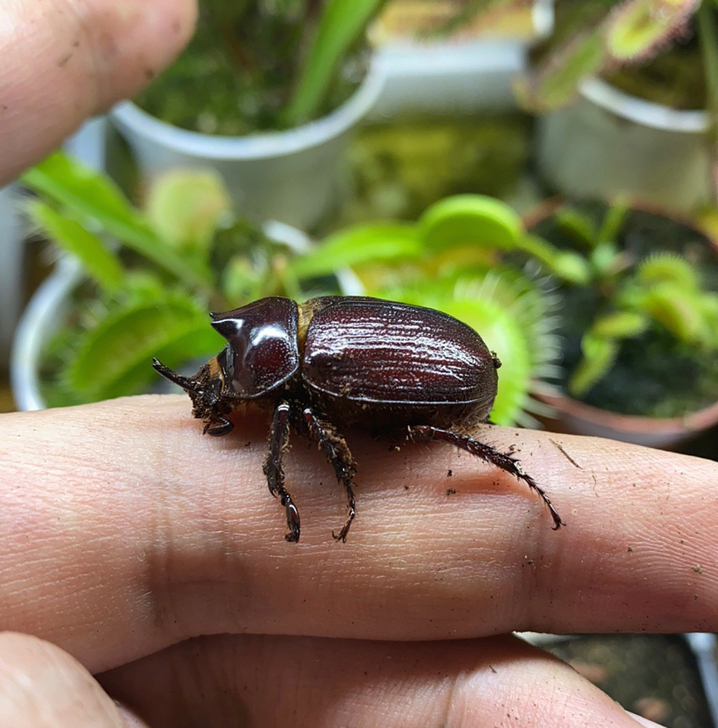 肯尼亚小兜虫，迷你可爱的小型兜虫。一对，母...