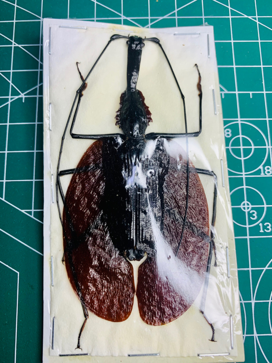 真昆虫步甲标本Mormolyce phyl...
