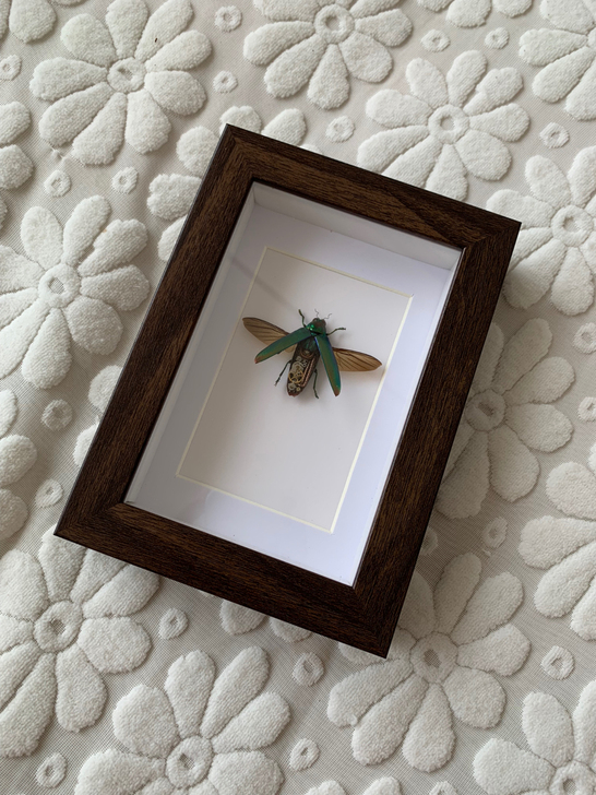 端红绿吉丁虫标本Chrysochroa a...