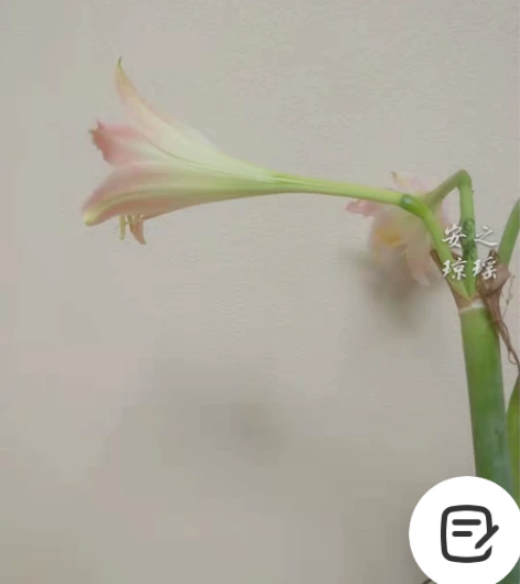 出新品朱顶红琼瑶，勤花品种，浓香长筒，颜色...