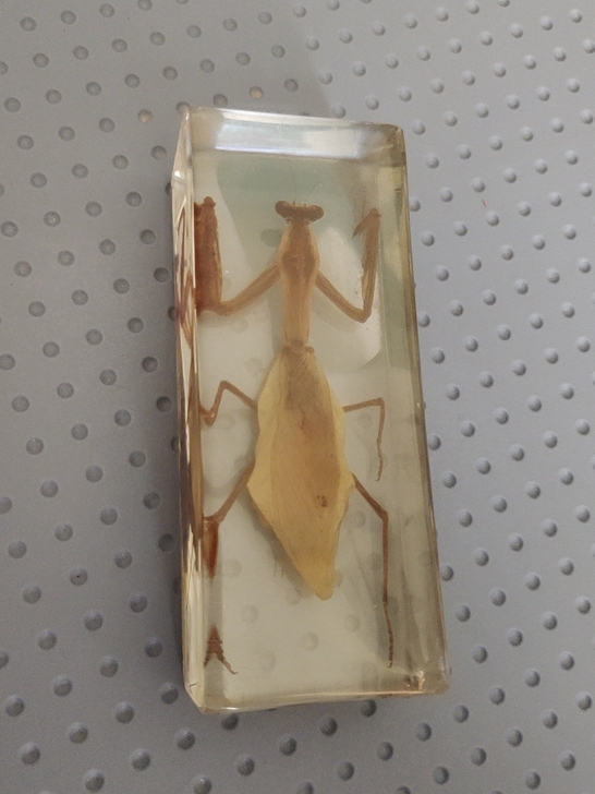 以前在景区买的标本，好像叫树叶螳螂