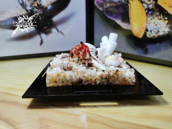 小草莓寄居蟹标本 螃蟹标本 昆虫甲虫标本 ...
