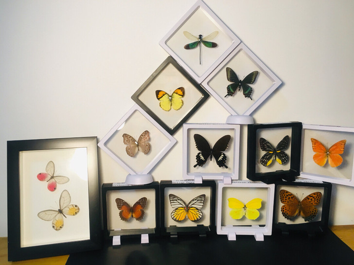 昆虫标本真蝴蝶教学实验