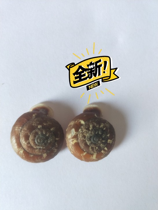 广西多粒螺蜗牛活壳标本两只教学标本昆虫标本