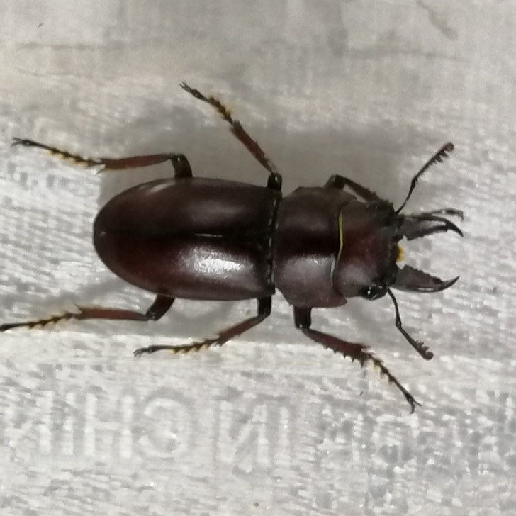 标本甲虫#小甲一只