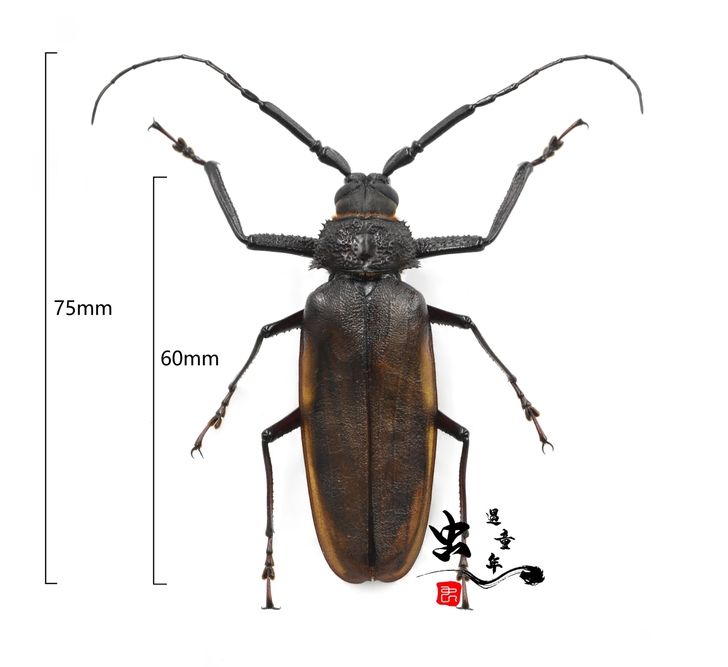 【搜微GZ号 虫遇童年】异胸天牛?A1,农...