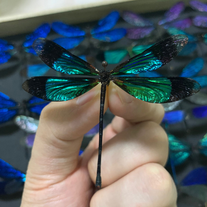 稀有豆娘色蟌蜻蜓标本甲虫昆虫标本