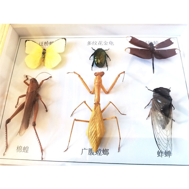 六种常见昆虫可小刀