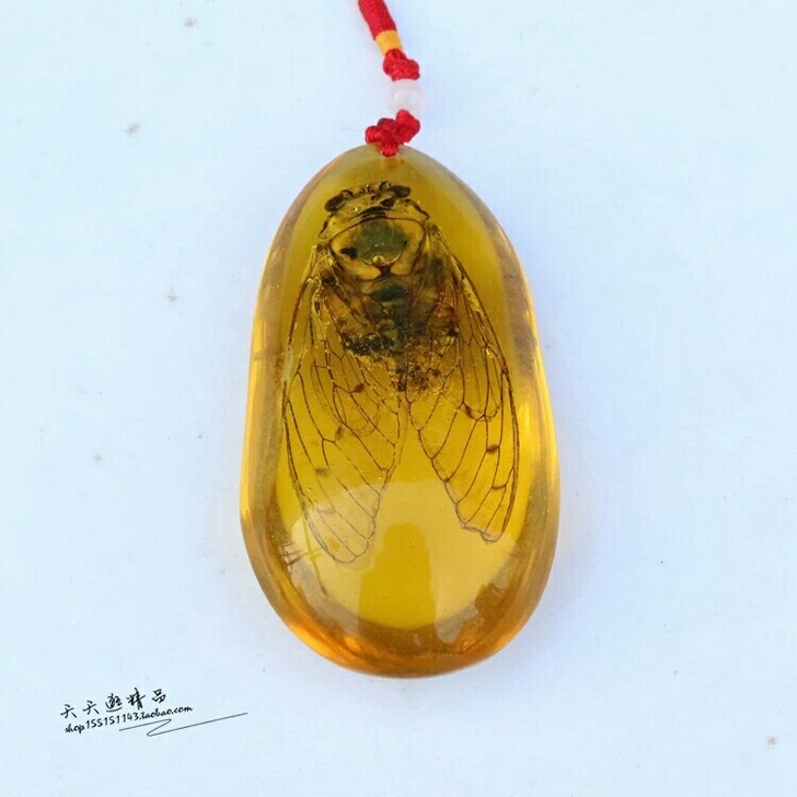 昆虫标本手把件