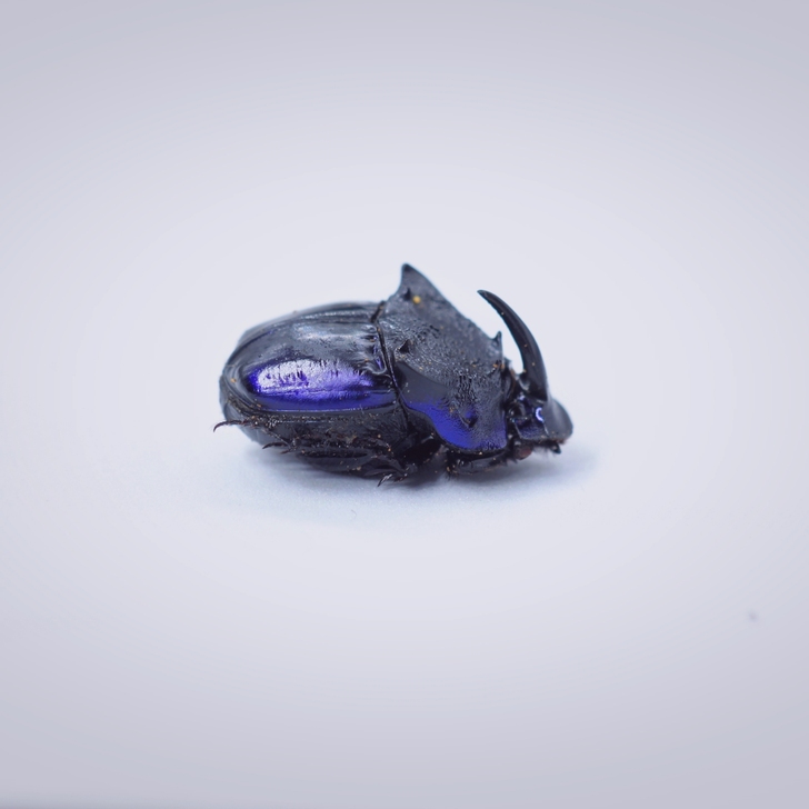 昆虫标本｜扇角紫蜣螂 墨西哥（一对出）