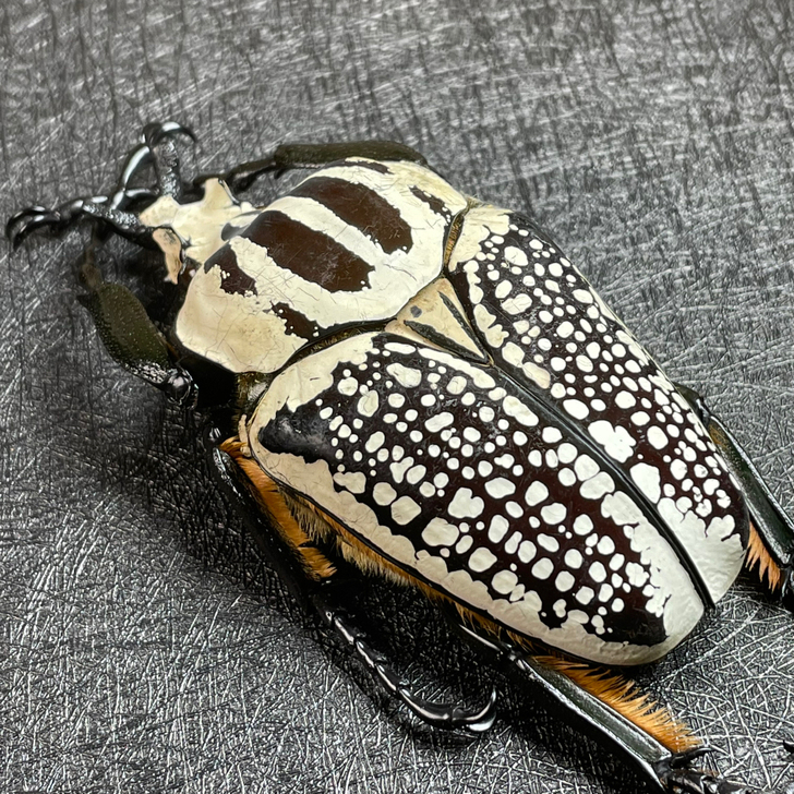 大王花金龟/88.5mm/昆虫标本/花金龟/