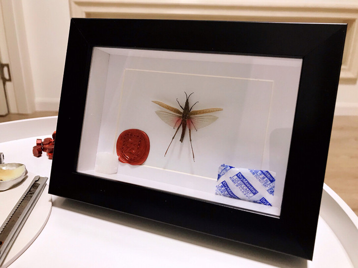 昆虫标本 竹节虫标本 扁锹标本 蚂蚱标本 ...