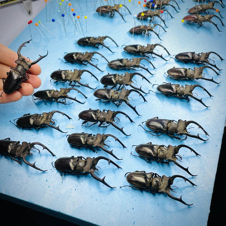 扩头深山锹标本A1 长牙个体