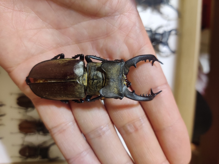 高沙锯深山昆虫甲虫标本