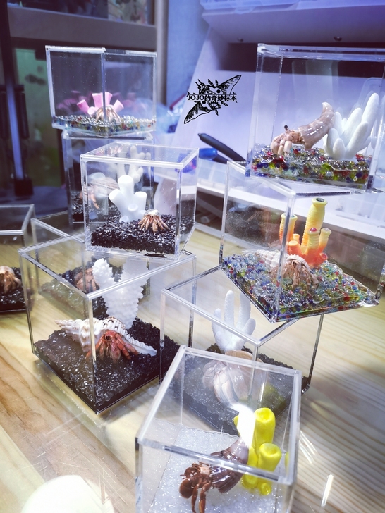 小型寄居蟹标本 螃蟹标本 昆虫甲虫标本 工...
