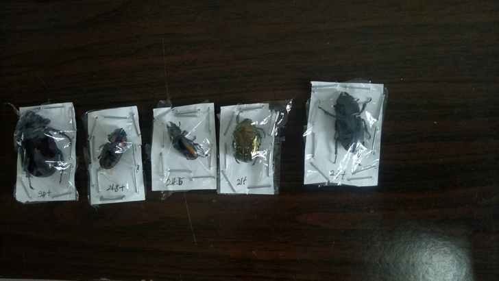 出甲虫标本，甲虫尸体，中扁母29+，除了姬...