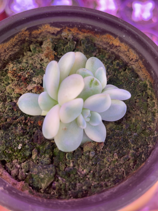 橙梦露锦