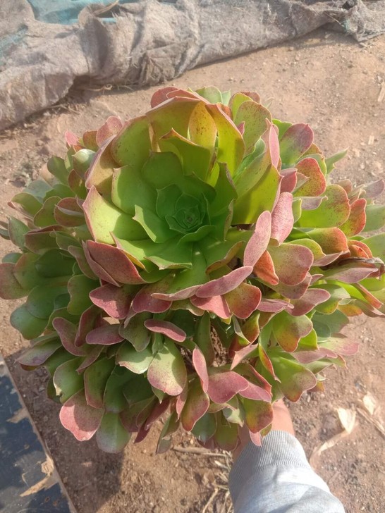 法师多肉植物，荷兰玫瑰，超美柠檬韶羞，美美...