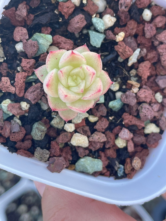 单头，三角叶边线麦秆.