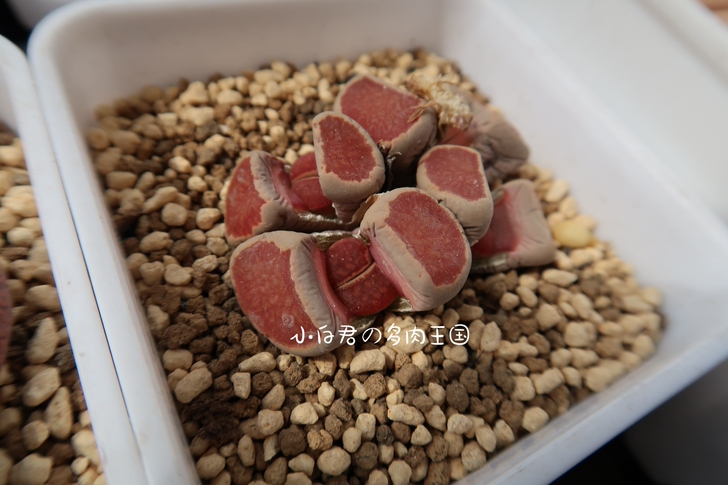 小白君の多肉王国  2020秋季新品  番...