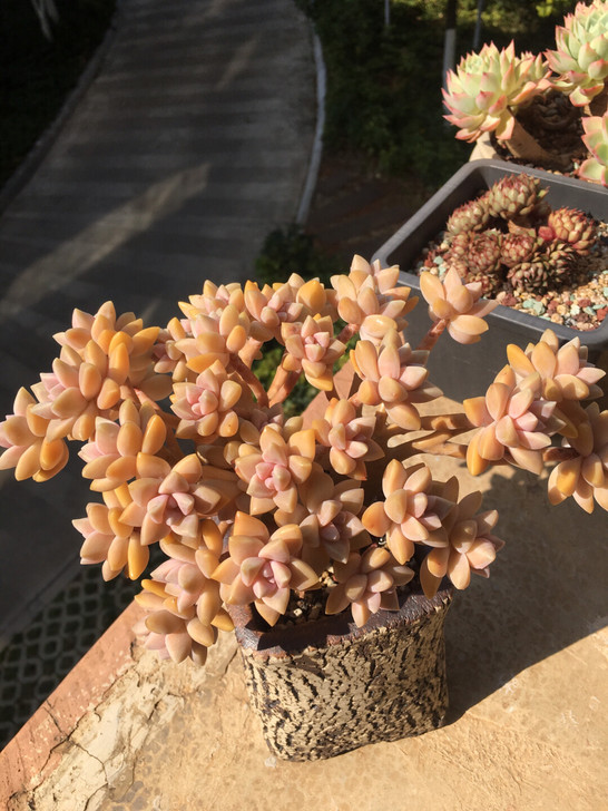 多肉缀化、淡雪缀化控养老桩