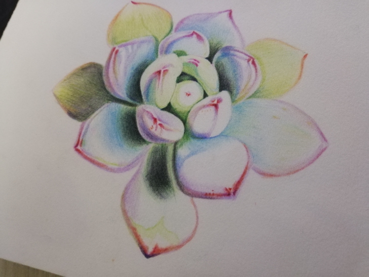 32k水溶性彩铅画，名字：多肉君