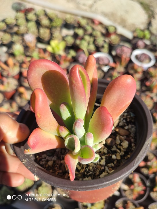 多肉植物 火狐狸  26.8包邮