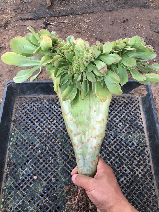 君美丽法师缀化正宗整板,板子超级厚实,造型...