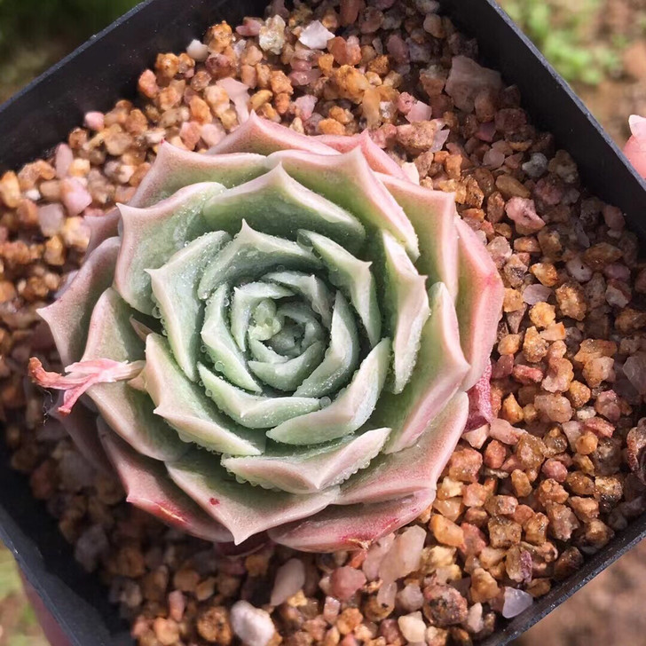 精品月影杂～粉色状态～5.26拍摄