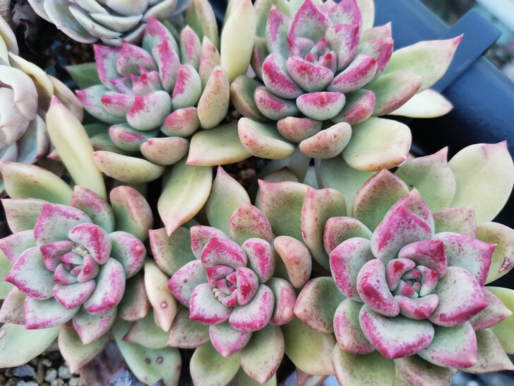 璀璨老桩。因植物特殊性拍下不退不换，事儿妈...