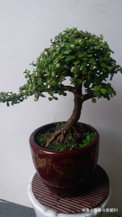 金枝玉叶老桩，13年老桩；280元包邮！部...