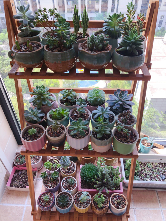 多肉君 多肉植物