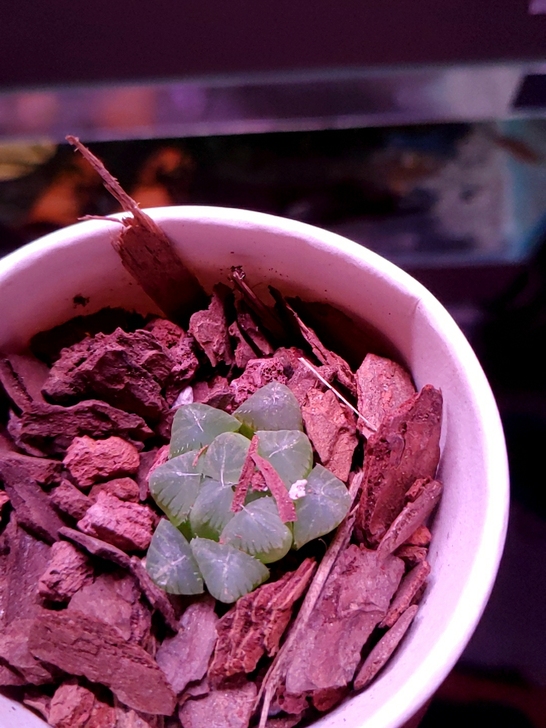 估计是玉露