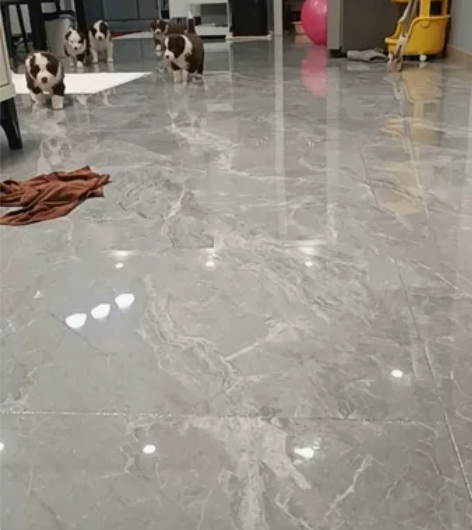 自提自家养的红色边牧幼犬，边牧幼犬宠物狗狗...