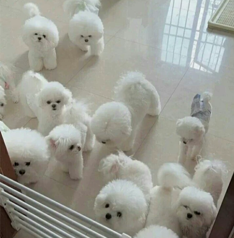 自提自家养的比熊幼犬，比熊幼犬宠物狗狗陪伴...