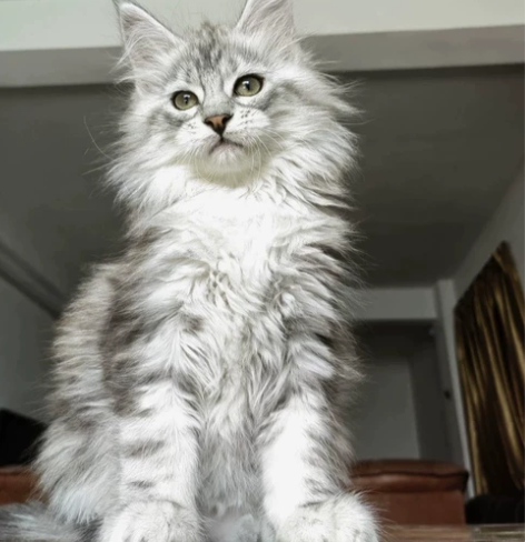 因为其他原因养不了 有需要的朋友可以拿走 缅因猫银虎斑棕虎斑...