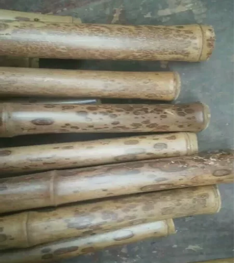 精品梅鹿竹。香筒，毛笔杆。 外径直径1.8...