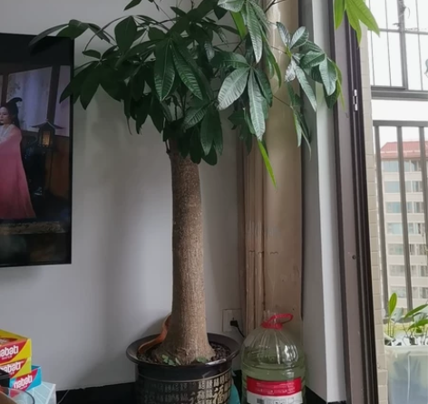单杆发财树,一口价200自提,长势茂盛,带...