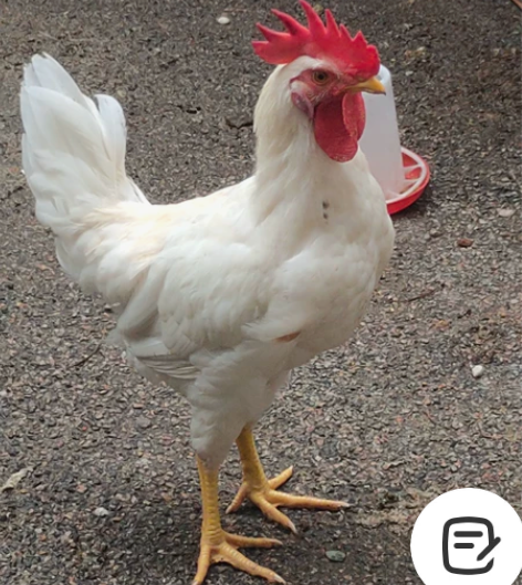 阳台养的鸡，犹豫打鸣扰民卖了处理，小孩买的...