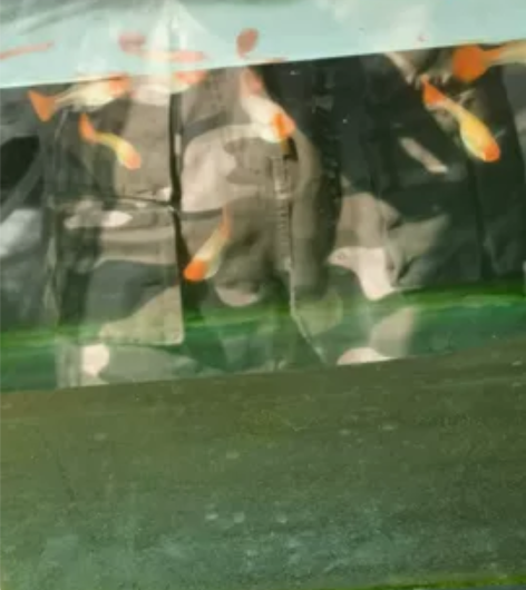凤尾、鸿运当头种鱼，自家繁殖，皮实好养，1...