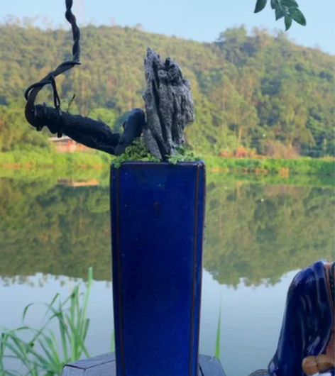 小叶紫檀盆景树苗花卉盆栽办公室植物黑骨茶树...