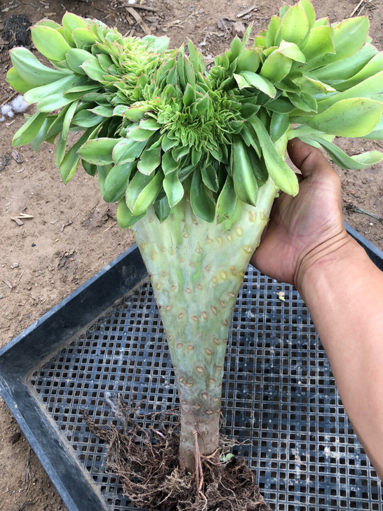 君美丽法师缀化正宗整板,板子超级厚实,造型...