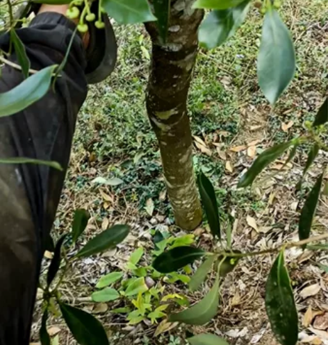 正品古龙网红罗马品种，吹牛逼是没有用的，视...