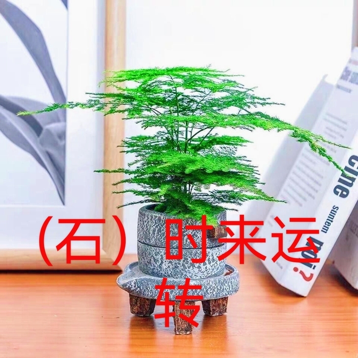 包邮文竹植物盆栽盆景大文竹盆栽室内吸甲醛净...