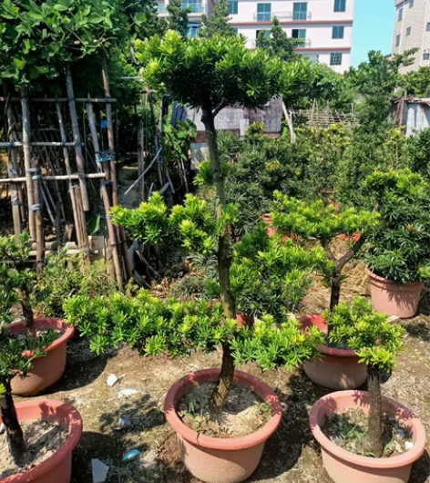 多段直桩长飘小叶金钻罗汉松大盆景 高度1....