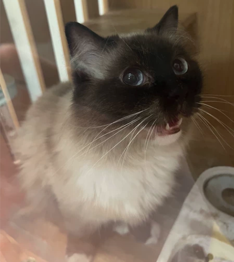 自家养布偶猫重点色宠物猫咪妹妹调色盘 因为...