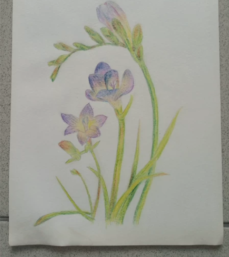 彩色铅笔画 8k桔梗 画的偏左了,右边有点...