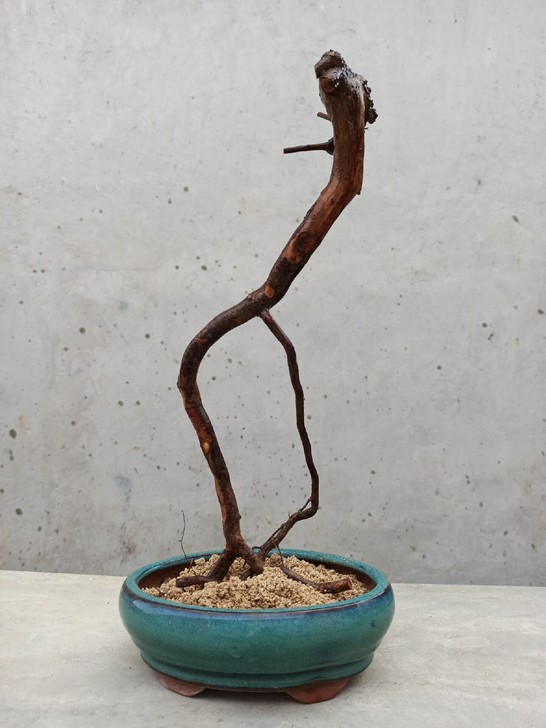 雀梅盆景素材已长芽