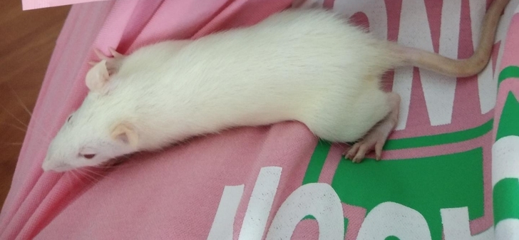 出两只花枝鼠，一公一母，低价出，不退不换。...